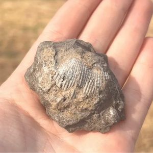 Oklahoma Fossil Brachiopod Linoproductus Devonian Age #401204